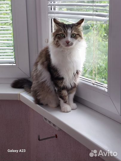 Кот в добрые руки