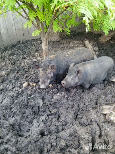 Гибрид дикий кабан с венгерской мангалицей
