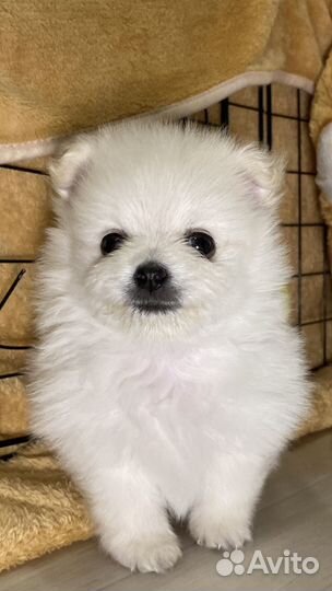 Щенки немецкого шпица