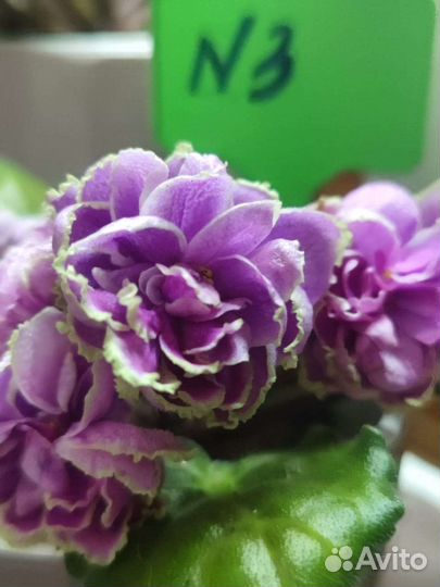 Фиалка часть 2