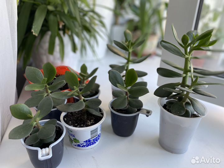 Толстянка, денежное дерево, фикус Бенджамина