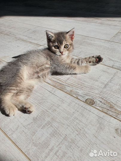Кошка