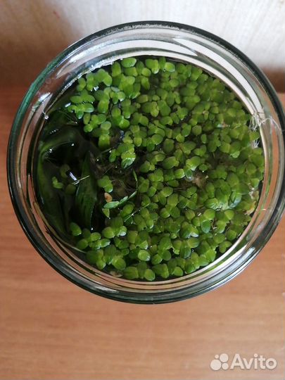 Водоросли для аквариума