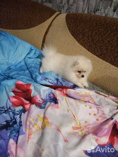 Щенки шпица