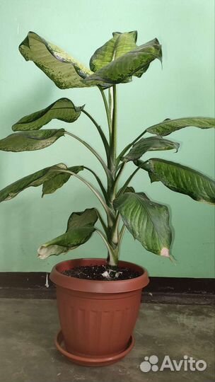 Диффенбахия