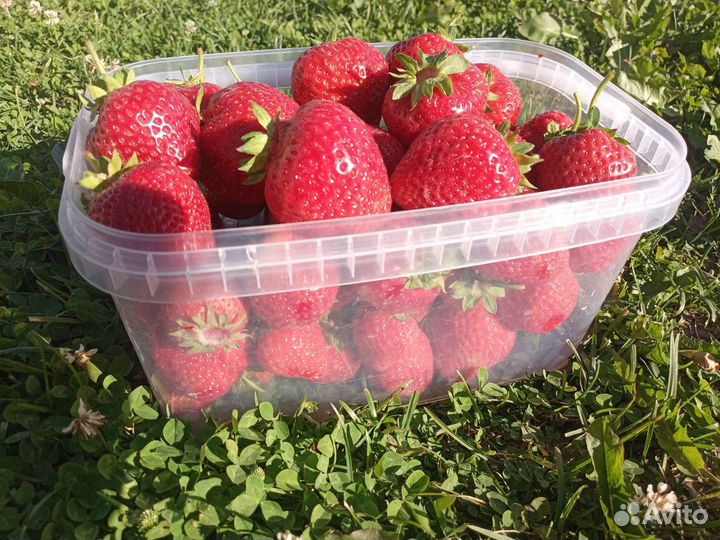 Клубника, земляника. саженцы