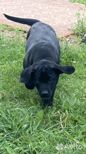 Щенки лабрадора