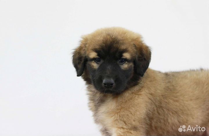 Милый щеночек