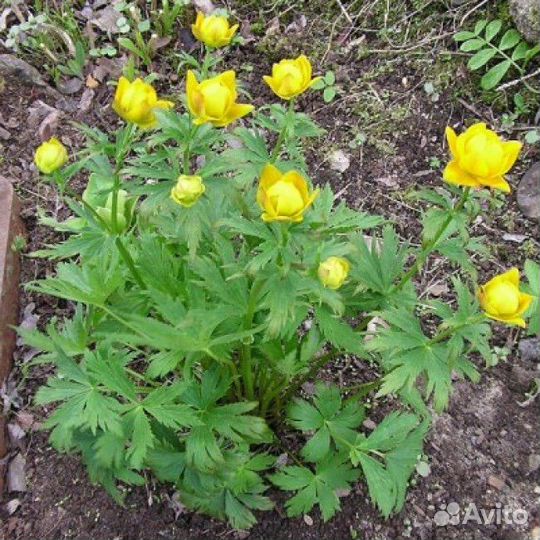 Многолетники садовые