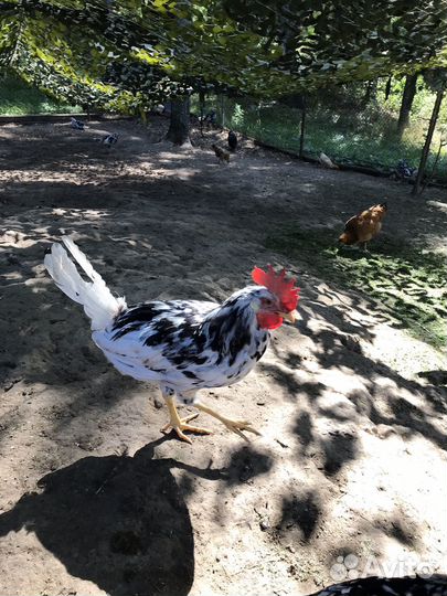 Петух маран леггорн австралорп