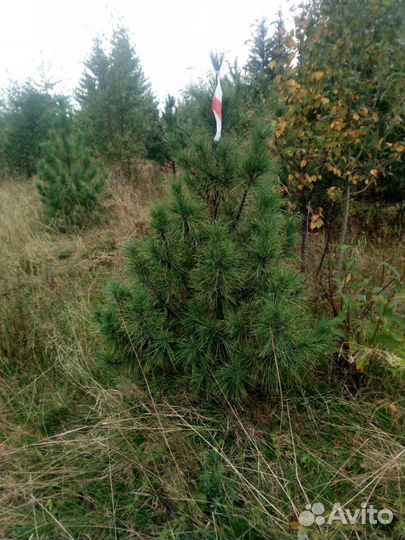 Саженцы Кедра Сибирского(сосны кедровой) 1.5-2.0м