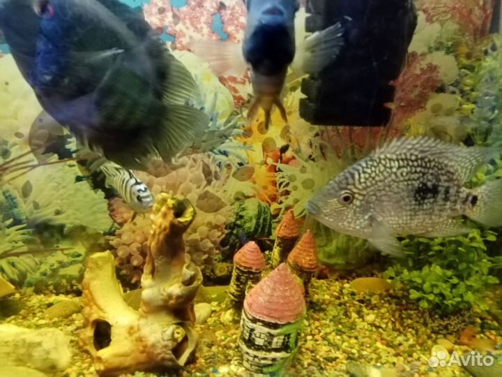 Аквариум с рыбками