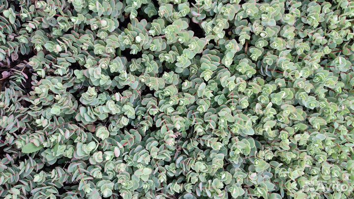 Почвопокровные растения