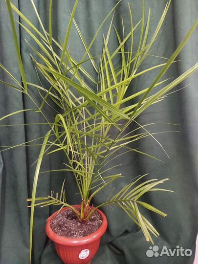 Финиковая пальма