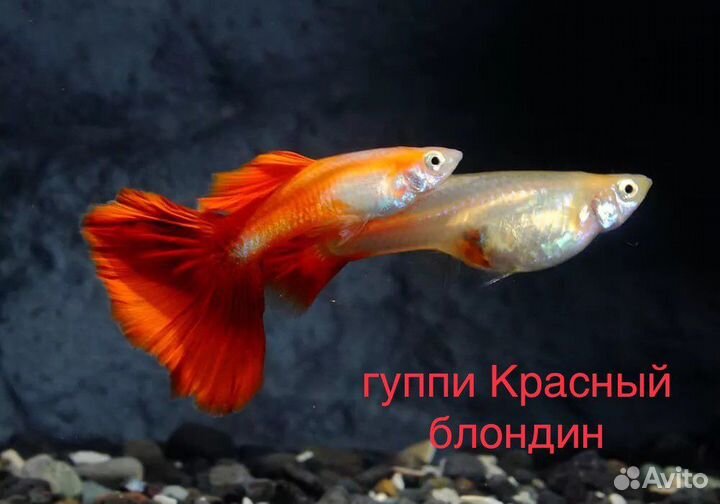 Сомики анциструсы вуалевые золотой альбинос