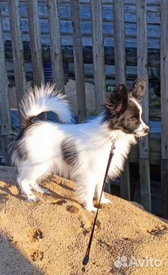 Папийон в добрые руки