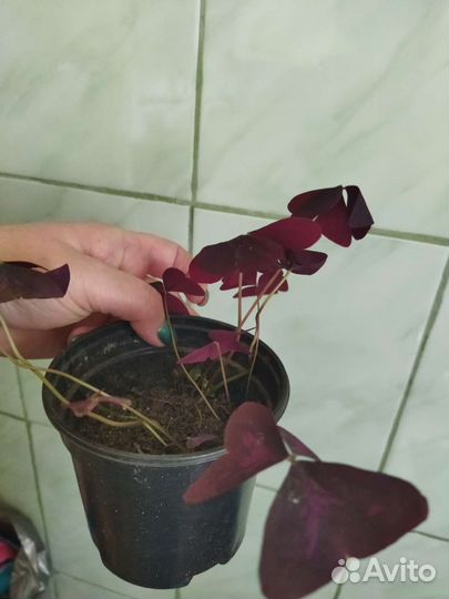 Продам цветы комнатные