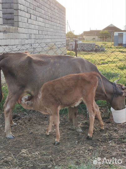 Корова дойная с теленком, телка 1 год