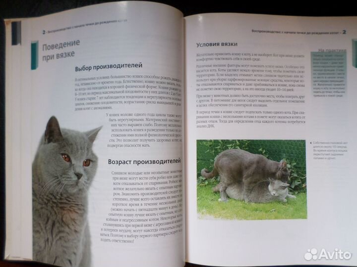 Руководство по разведению кошек книга