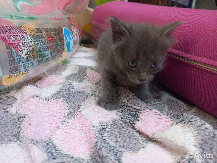 Котёнок