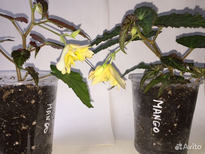 Бегония Беллекония