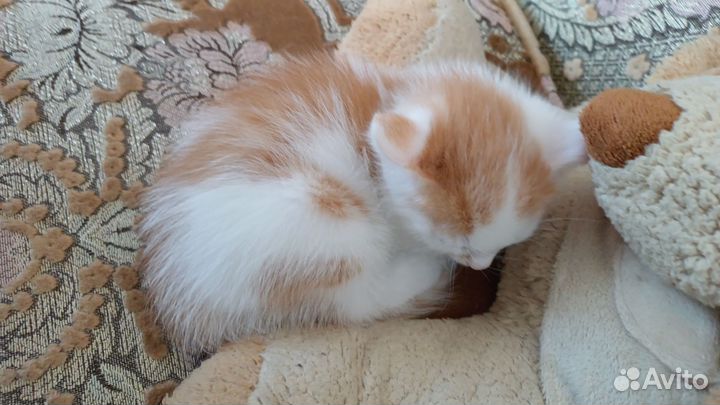 Котёнок мальчик рыжий в добрые руки