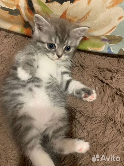 Отдам бесплатно