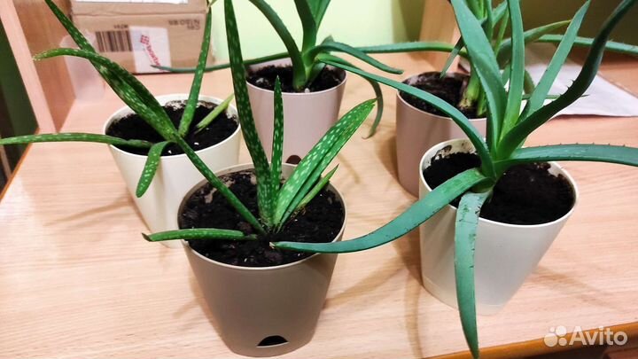 Алоэ лечебное