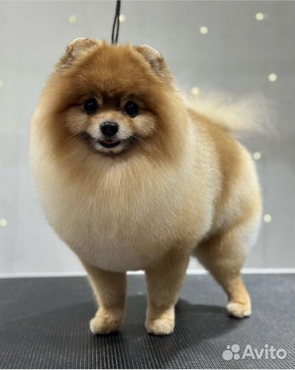 Стрижка собак и кошек (груминг) Комсомольск-на-Аму