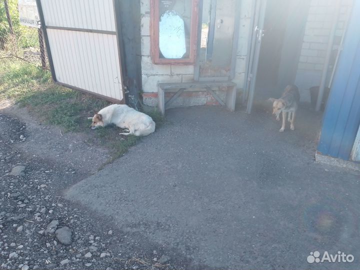Отдадим кутят бодрых