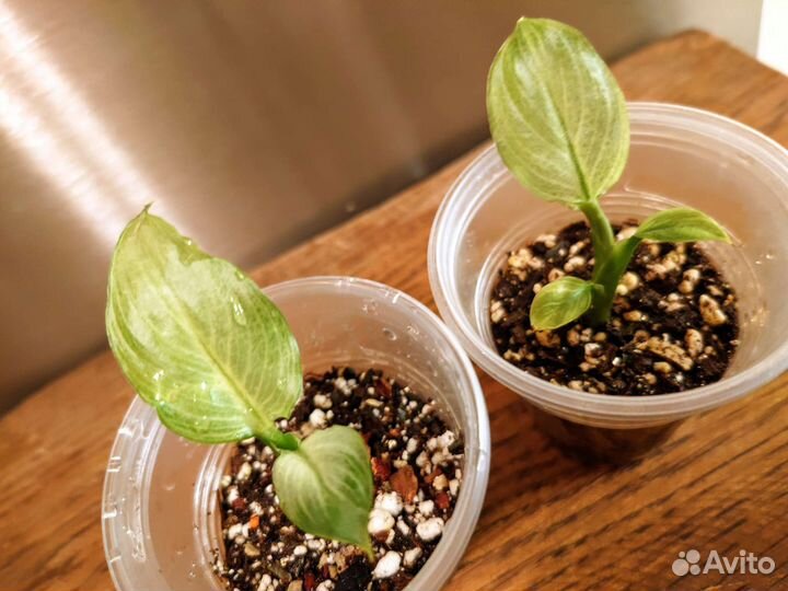 Спатифиллум спилт Милк широкий лист