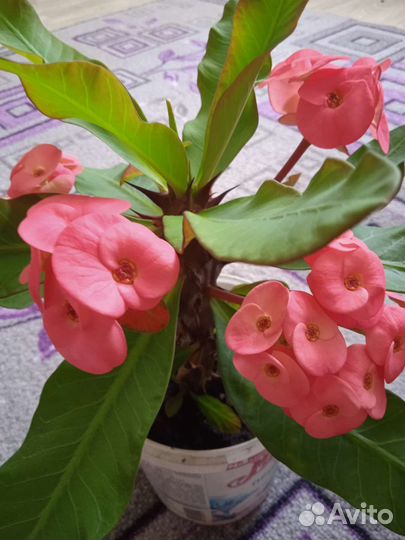 Молочай Миля