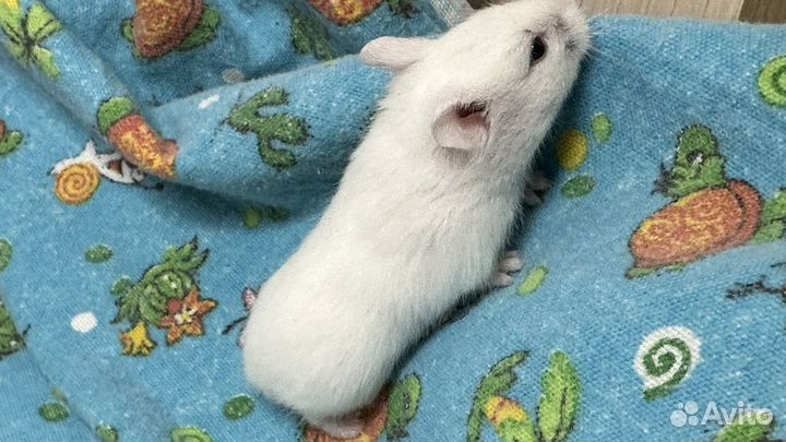 Хомячок Джунгарский ручной