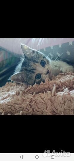 Шотландская кошечка