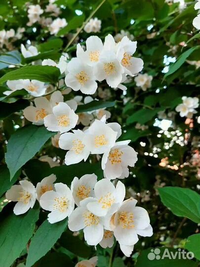 Жасмин (чубушник)