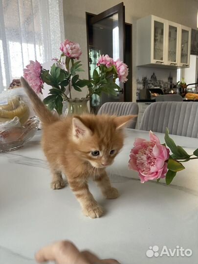 Котята Мейн-кун