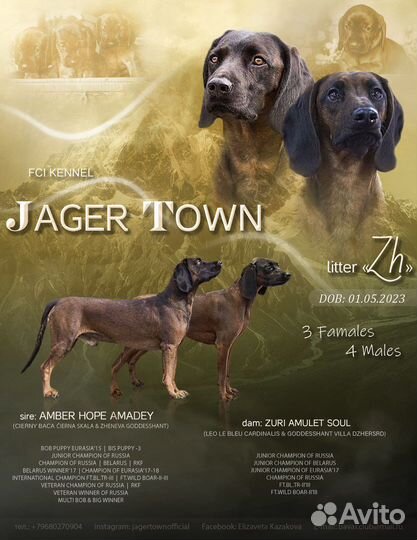 Баварская горная гончая