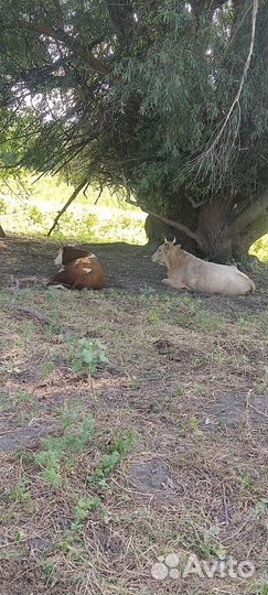 Бычки и быки