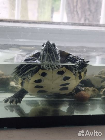 Черепаха