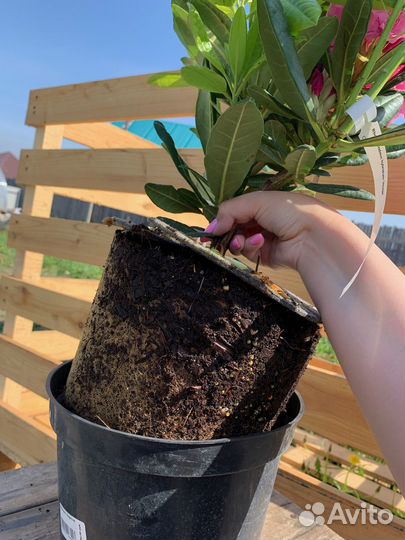 Рододендрон/Калсап/С7,5