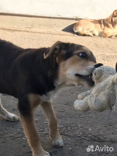 Щенок в добрые руки