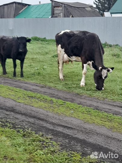 Корова дойная с теленком