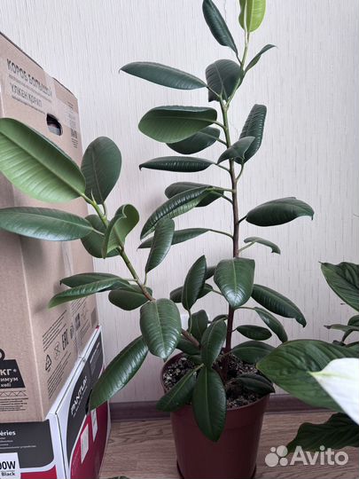 Фикус каучуконосный