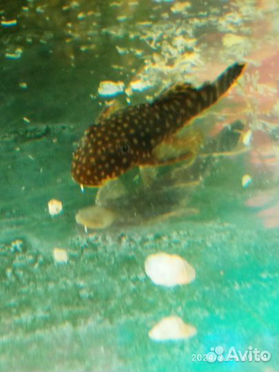 Сомики анциструсы