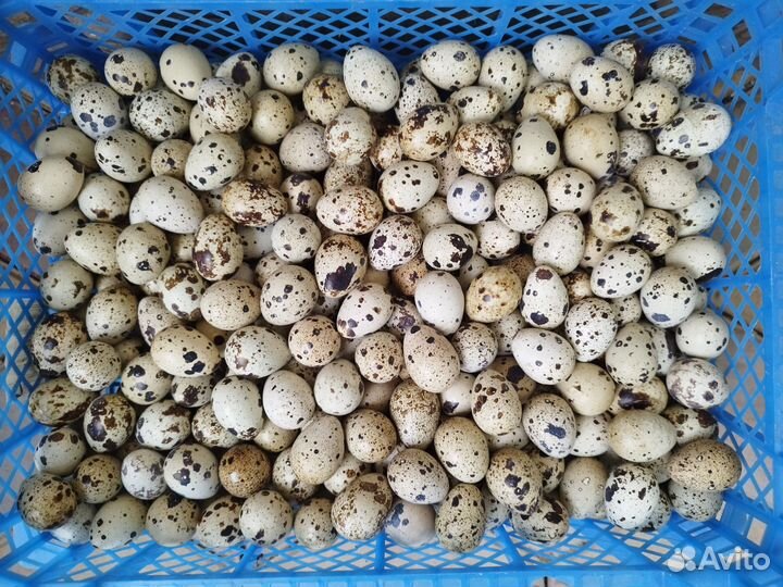 Яйца перепелиные инкубационное