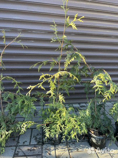 Туя Пендула