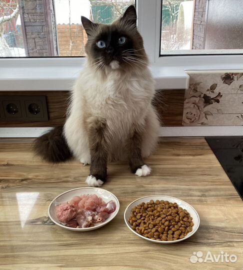 Зоопсихолог. Ветеринарный врач