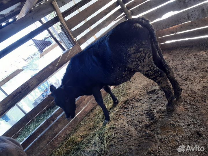 Бычки и телята