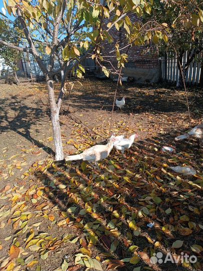 Индюшата и куры цыплята