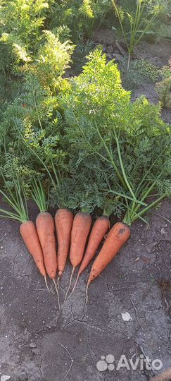 Морковь оптом